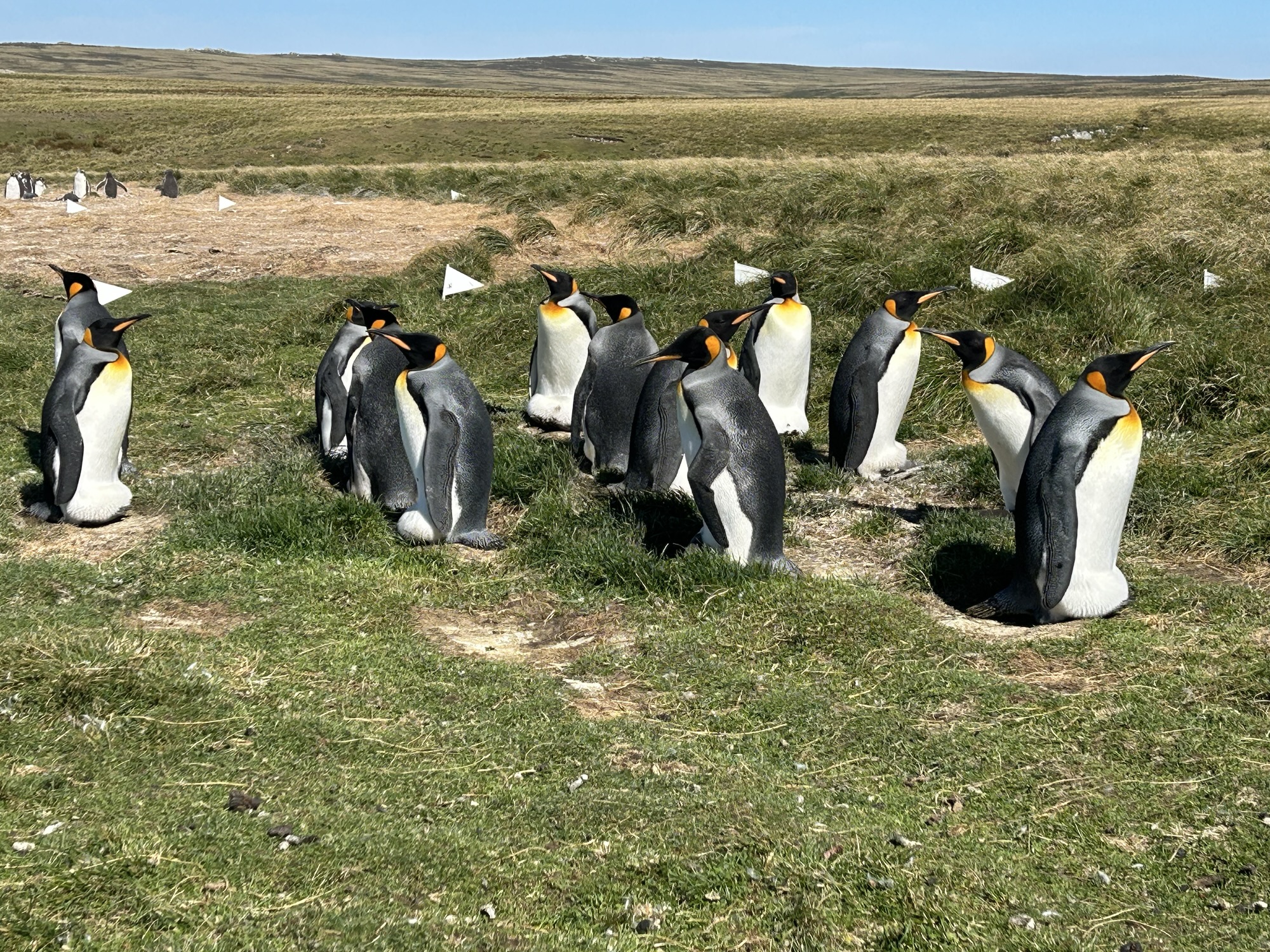 Tendering to See Penguins