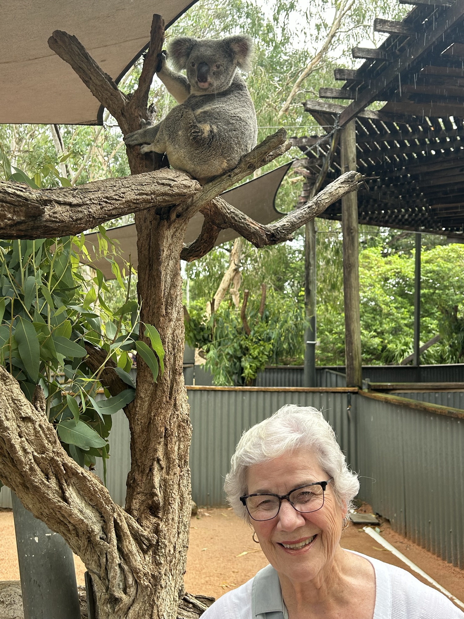 Koalas, Kangaroos, and Kuranda