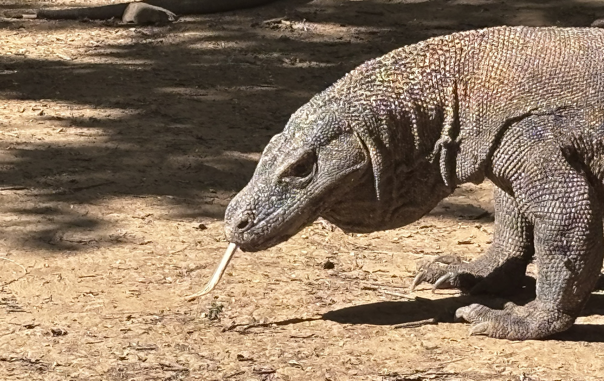A Jungle Trek to See Komodo Dragons