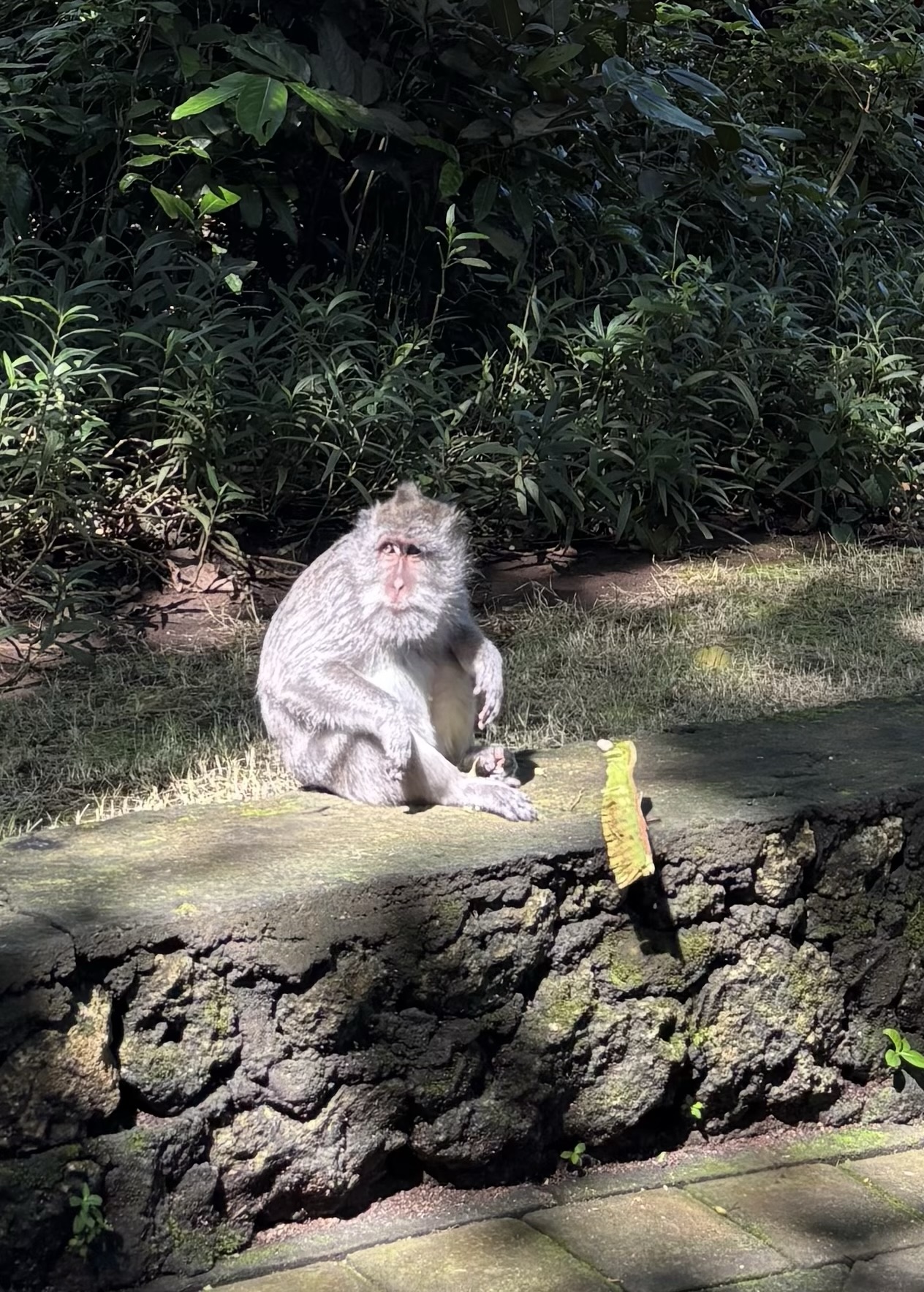 A Surprise in Bali